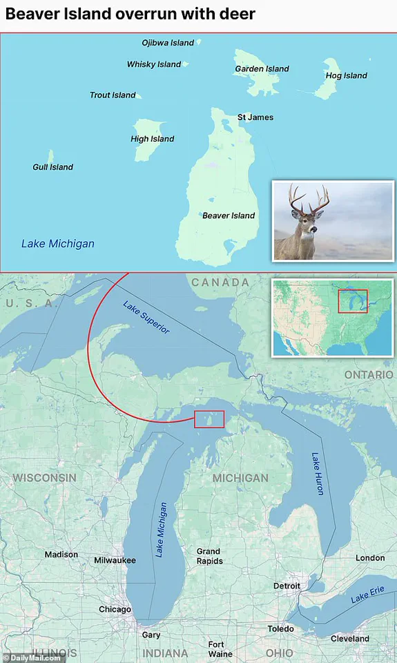 Beaver Island Faces Ecological Crisis as Exploding Deer Population Threatens Ecosystems and Livelihoods