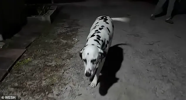 Finnish Woman Faces Immigration Consequences After Coffee-Throwing Dog Leash Dispute in Florida