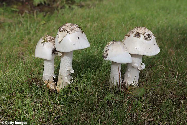 Deadly Mushroom Poisoning Outbreak in California Claims Three Lives, Sparks Urgent Health Advisories
