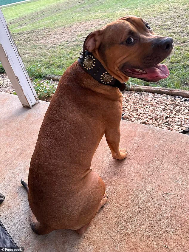 Urgent Update: Healthcare Worker Survives Dog Attack, Experts Warn on Pet Safety Amid Rising Incidents