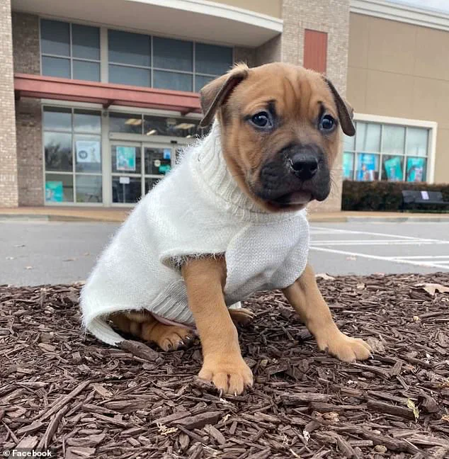 Urgent Update: Healthcare Worker Survives Dog Attack, Experts Warn on Pet Safety Amid Rising Incidents