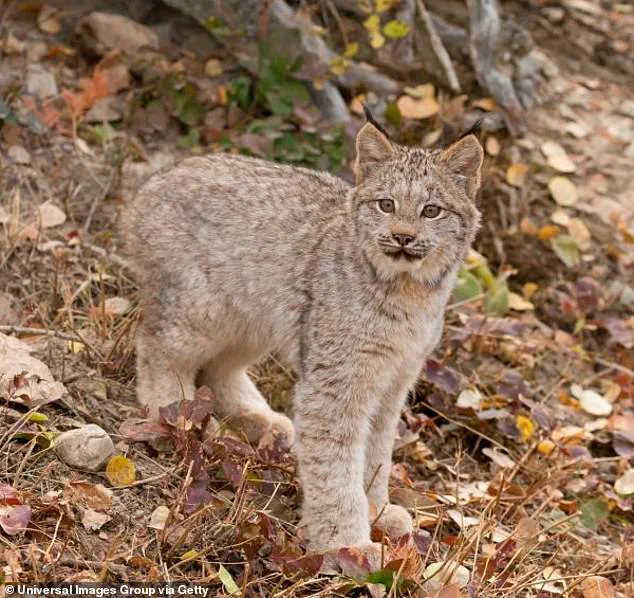 Rare Sighting of Endangered Canada Lynx Kittens in Voyageurs National Park Offers Hope for Population Recovery