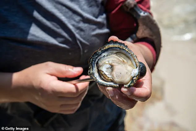 After Decades of Cleanup, Boston Harbor Offers Limited Access to Revived Seafood Traditions