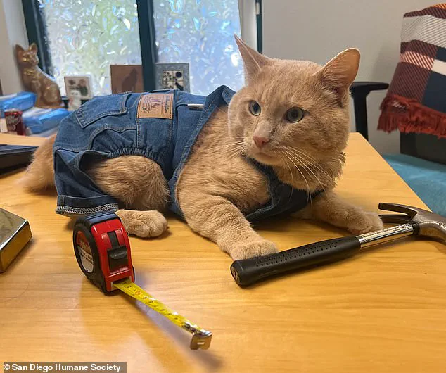 San Diego Humane Society Hosts Unique Graduation Ceremony for Orange Tabby Cat Who Survived Coyote Encounter and Completed Six-Month Quarantine