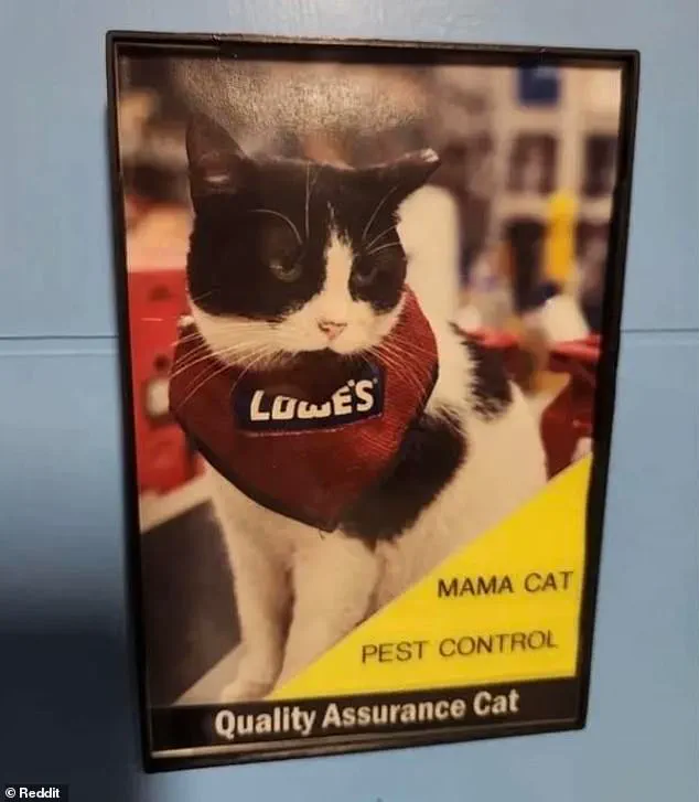 Lowe's Removes Beloved 'Quality Assurance Cat' After 5 Years, Sparking Backlash