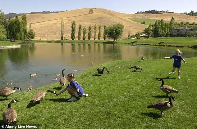 Neglected Pond Threatens Blackhawk's Luxury Property Values