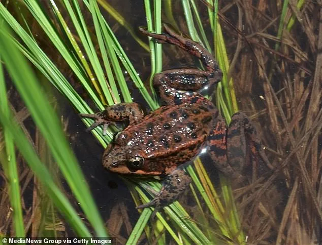 Neglected Pond Threatens Blackhawk's Luxury Property Values