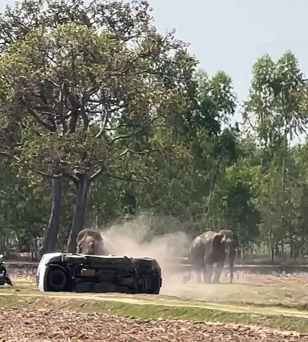 Bull Elephant's Violent Rage After Mating Interruption Injures Caretaker, Destroys Property in Thailand