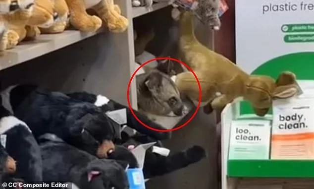 MailOnline Introduces Seamless Facebook Comment Sharing with User Control