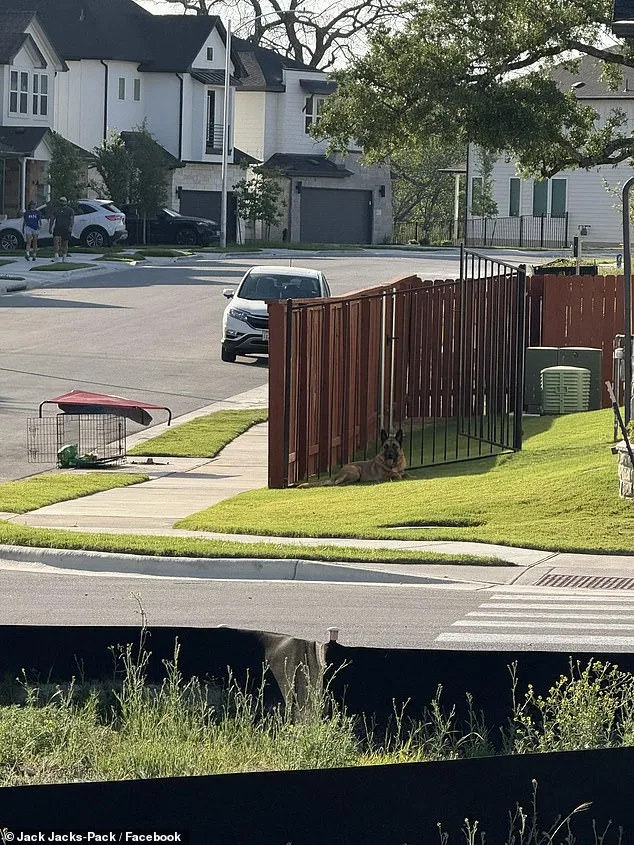 Heart-Wrenching Abandonment: German Shepherd Left to Suffer in 90-Degree Heat on Austin Road