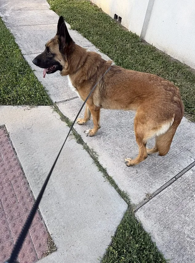 Heart-Wrenching Abandonment: German Shepherd Left to Suffer in 90-Degree Heat on Austin Road