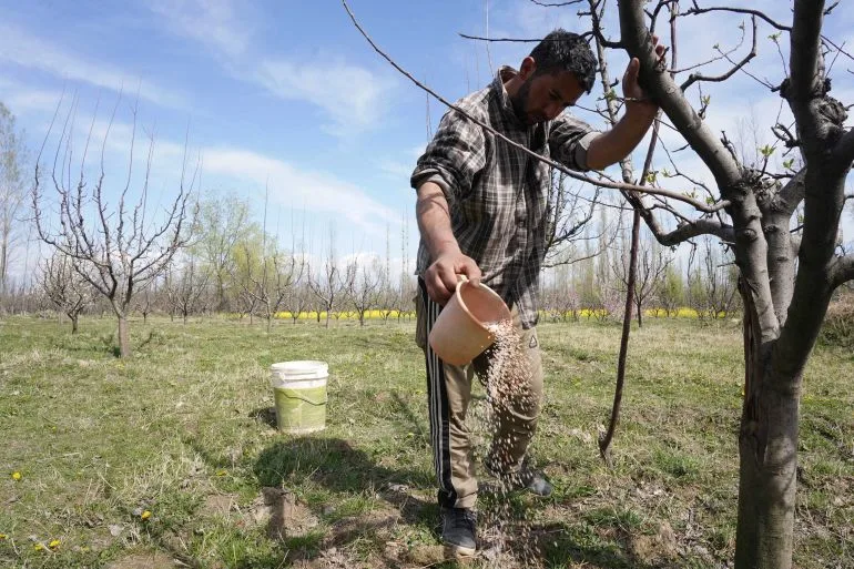 Soaring Fertilizer Prices Push South Asian Farmers to the Brink