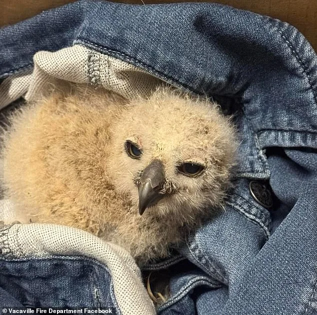 Firefighters Rescue Baby Great Horned Owl After Storm Floods Drain