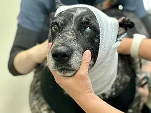 America's saddest husky: A tale of deportation and loyalty