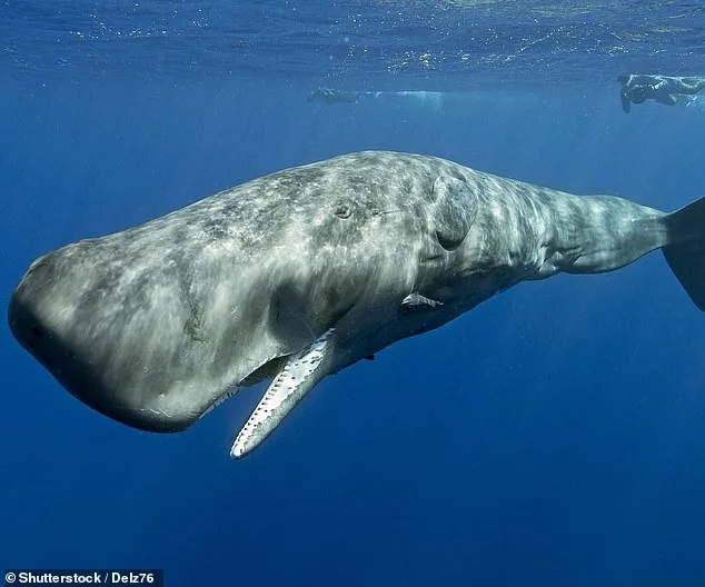 Whales' 'Vowels': Complex Communication