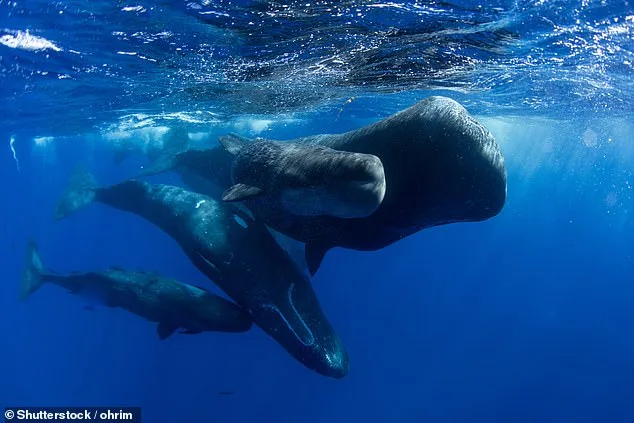 Whales' 'Vowels': Complex Communication