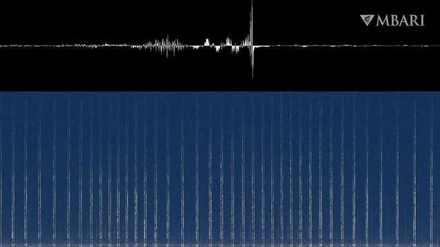 Whales' 'Vowels': Complex Communication