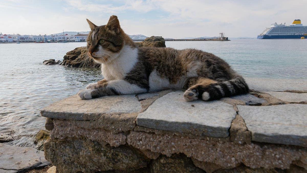Major cruise line bans lifted as Fabled Voyages welcomes pets aboard ships.